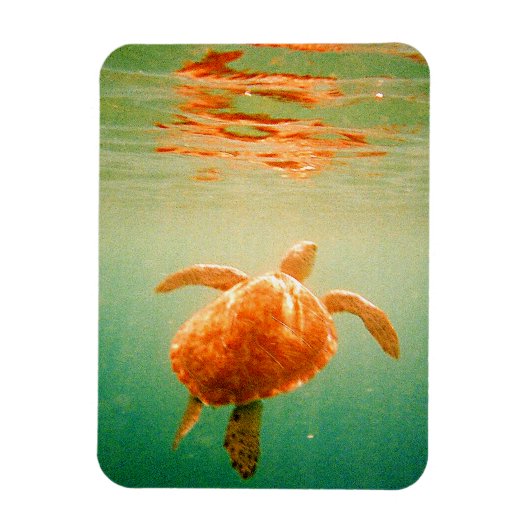 Sea Turtle 3"x4" Foto Magnet (Vertikal)