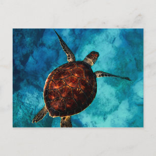 Ansichtskarte D Hawksbill Sea Turtle 3 Echte Karettschildkröte 
