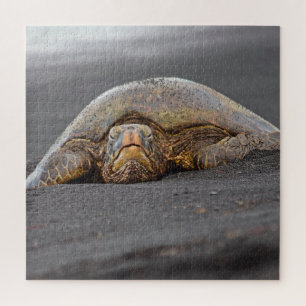 Sea Turtle Black Sand Beach Hawaii - 20x20- 676 pc Puzzle