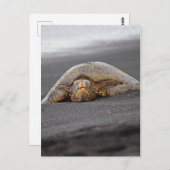Sea Turtle - Black Sand Beach - Hawaii Postkarte (Vorne/Hinten)