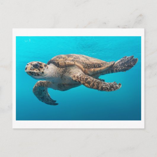 Sea Turtle Foto Postcard Postkarte (Vorderseite)