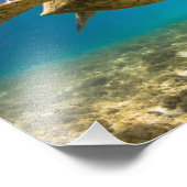 Sea Turtle Foto Print (Ecke)