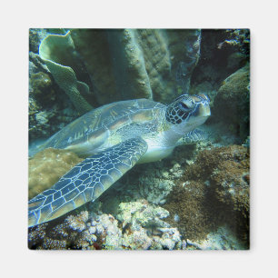 Sea Turtle Magnet