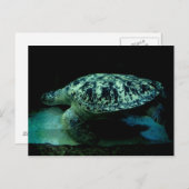 Sea Turtle Post Card Postkarte (Vorne/Hinten)