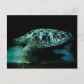 Sea Turtle Post Card Postkarte (Vorderseite)