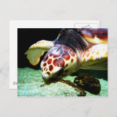 Sea Turtle Postcard Postkarte (Vorne/Hinten)
