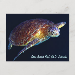 Sea Turtle Postcard Postkarte