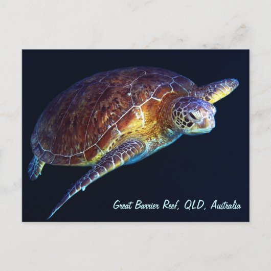 Sea Turtle Postcard Postkarte (Vorderseite)