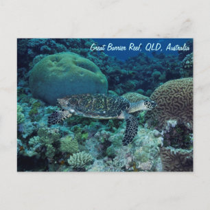 Sea Turtle Postcard Postkarte