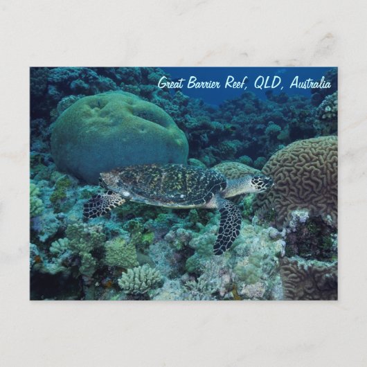 Sea Turtle Postcard Postkarte (Vorderseite)