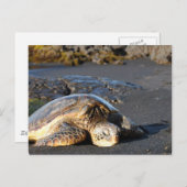 Sea Turtle Postcard Postkarte (Vorne/Hinten)