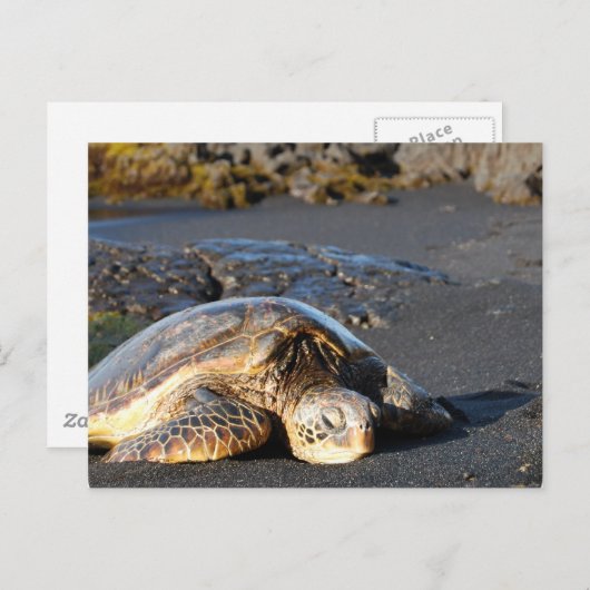 Sea Turtle Postcard Postkarte (Vorne/Hinten)