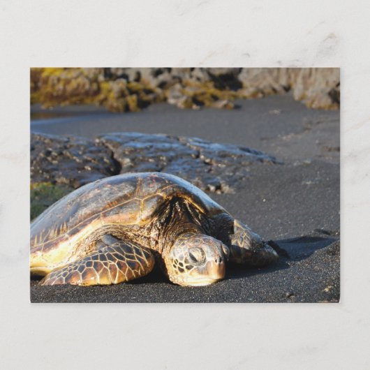 Sea Turtle Postcard Postkarte (Vorderseite)