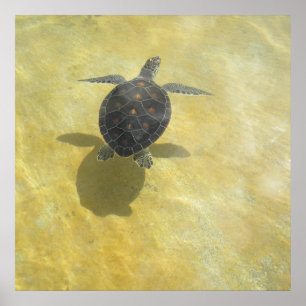 Sea Turtle Shadow Play Print Poster