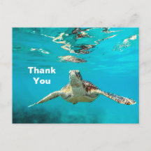 Sea Turtle Vielen Dank