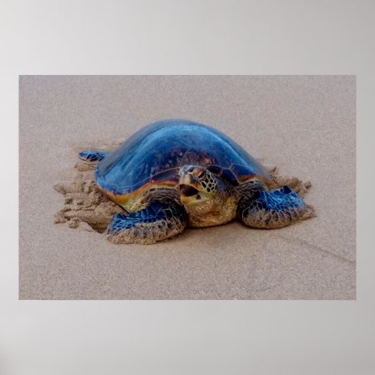 Sea Turtle Yawning Poster (Vorne)