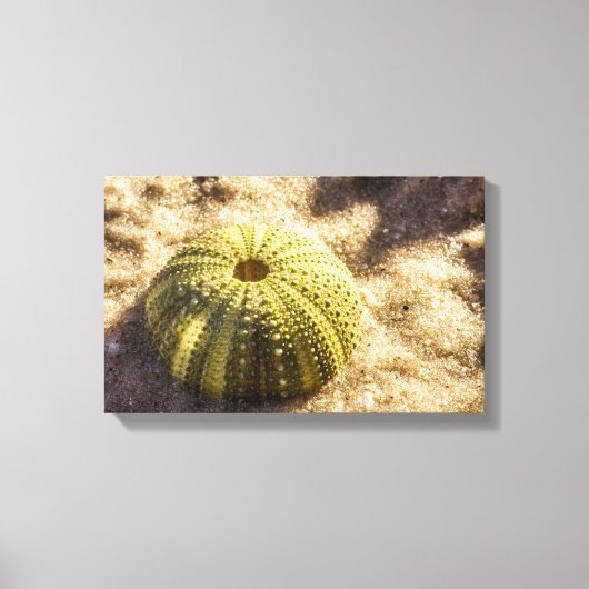 Sea Urchin auf nassem Meer Sand Canvas Print Leinwanddruck (Vorderseite)