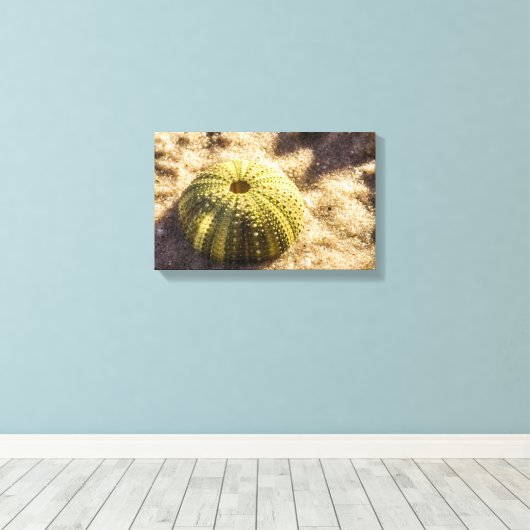Sea Urchin auf nassem Meer Sand Canvas Print Leinwanddruck (Insitu (Holzboden))