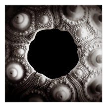 Sea Urchin Black & White Fotografy 20x20 poster