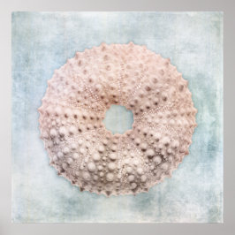 Sea Urchin Malerei an der Küste Blaue Creme Poster
