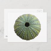 Sea Urchin Muschel Postkarte (Vorne/Hinten)