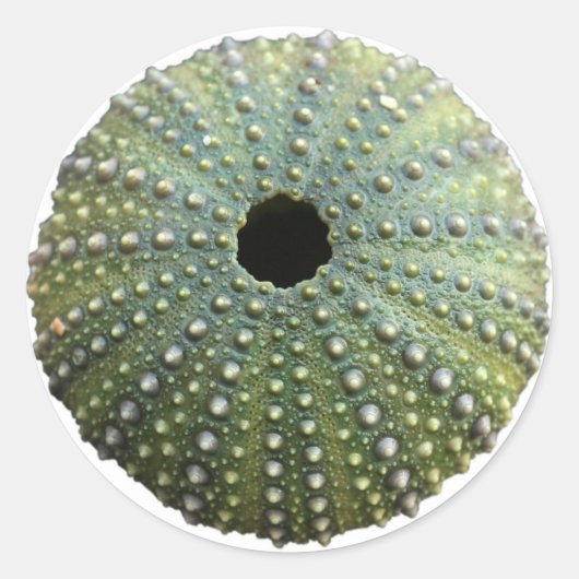 Sea Urchin Muschel Runder Aufkleber (Vorderseite)