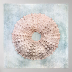 Sea Urchin Not Coastal Blue Cream Painting Poster