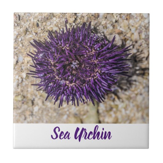 Sea Urchin Ocean Beach Holiday Sommer Souvenir Fliese (Vorderseite)