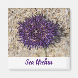 Sea Urchin Ocean Beach Holiday Sommer Souvenir Magnet