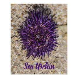 Sea Urchin Ocean Beach Holiday Sommer Souvenir Poster