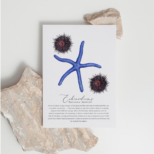 Sea Urchin Postcard Feiertagspostkarte