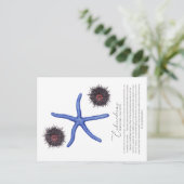 Sea Urchin Postcard Feiertagspostkarte (Stehend Vorderseite)