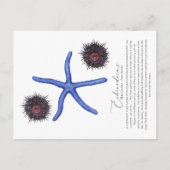 Sea Urchin Postcard Feiertagspostkarte (Vorderseite)
