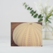 Sea Urchin Postkarte (Stehend Vorderseite)