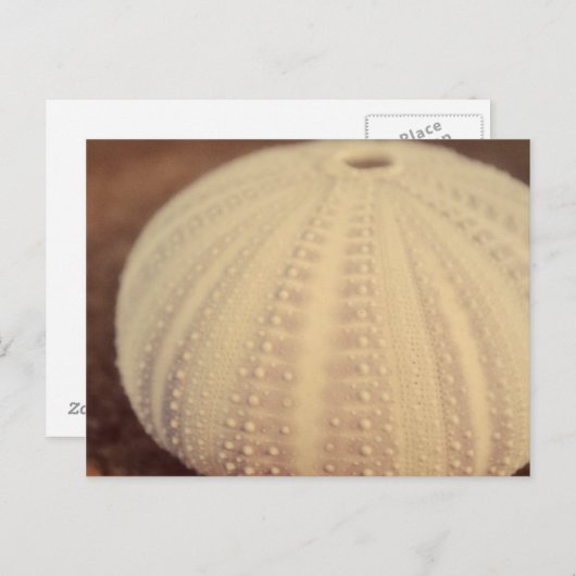 Sea Urchin Postkarte (Vorne/Hinten)