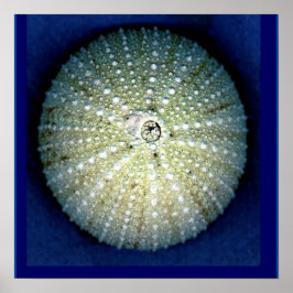 Sea Urchin Wall Poster