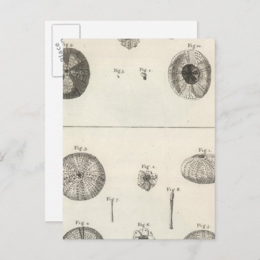 Sea Urchins Postkarte (Vorne/Hinten)
