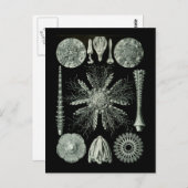 Sea Urchins Postkarte (Vorne/Hinten)