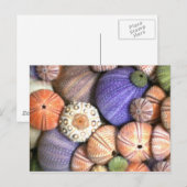 Sea Urchins Postkarte (Vorne/Hinten)