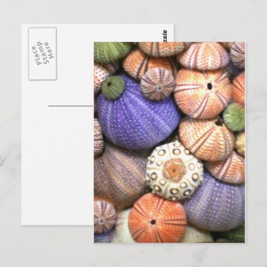 Sea Urchins Postkarte (Vorne/Hinten)