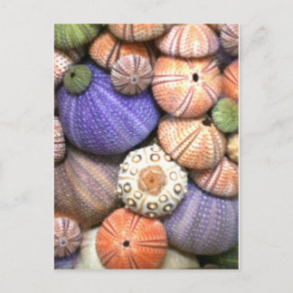 Sea Urchins Postkarte