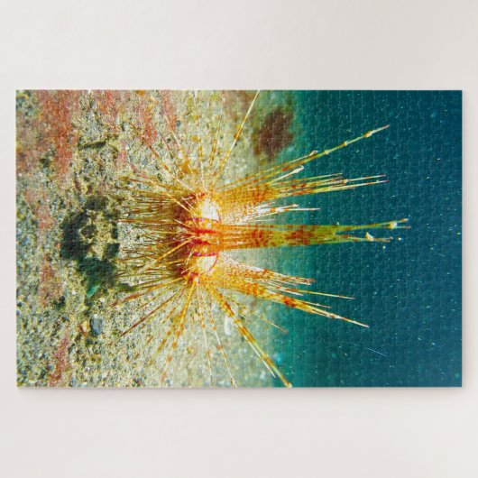 Sea Urchins Puzzle (Horizontal)