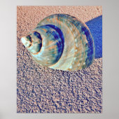 Sea Welk Seashell Poster (Vorne)