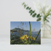 Seabeach Senecio, Insel Unalaska Postkarte (Stehend Vorderseite)