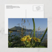 Seabeach Senecio, Insel Unalaska Postkarte (Vorne/Hinten)