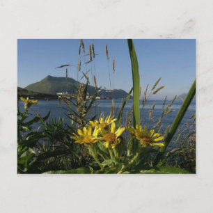 Seabeach Senecio, Insel Unalaska Postkarte