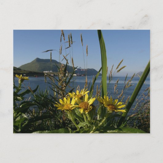 Seabeach Senecio, Insel Unalaska Postkarte (Vorderseite)