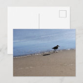 Seabird auf dem Strandfoto Postkarte (Vorne/Hinten)