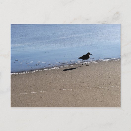 Seabird auf dem Strandfoto Postkarte (Vorderseite)