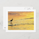Seabird auf Sonnenaufgang Postkarte (Vorne/Hinten)